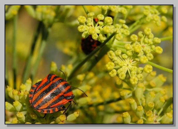 Velia rivulorum, Graphosoma semipunctatum, Pentatoma rufipes